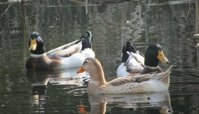 实测教程”七彩云南游戏开挂神器”(透视)其实确实有挂