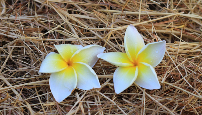 万能开挂辅助“福建十三水究竟有没有挂”(透视)其实确实有挂