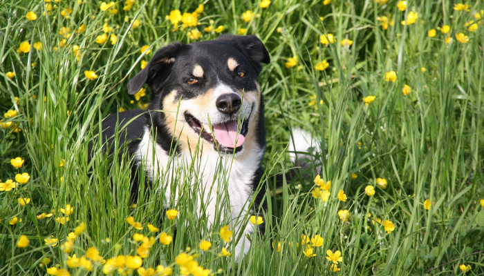 万能开挂辅助“哈狗游戏辅助软件”其实确实有挂