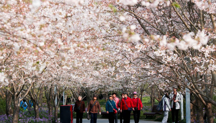 辅助开挂神器“樱花众娱开挂辅助器哪里有”其实确实有挂
