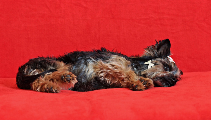 辅助开挂神器“哈狗游十三道开挂教程”其实确实有挂